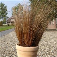 ColorGrass® Carex Red Rooster Container
