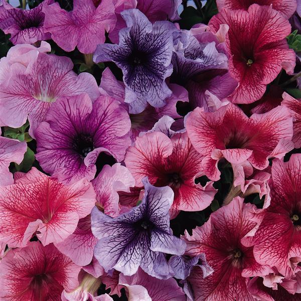 Daddy® Blue Petunia