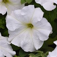 Supercascade White Bloom