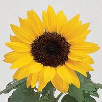 Sunflower Ballad Bloom