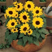 Sunflower Ballad Container