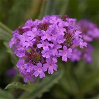 Verbena Santos Purple Bloom