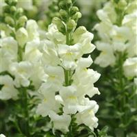 Potomac™ Ivory White Bloom