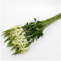 Potomac™ Ivory White Grower Bunch