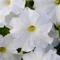 Lo Rider™ White Bloom