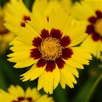 Coreopsis SunKiss Bloom