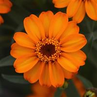 Star Orange Bloom