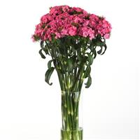 Sweet™ Deep Pink Maxine Mono Vase, White Background