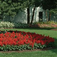 Salvia Red Hot Sally II Commercial Landscape 1