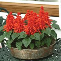 Salvia Red Hot Sally II Container