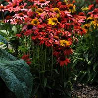 Echinacea Cheyenne Spirit Garden