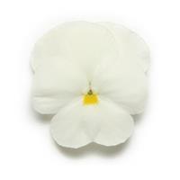 Panola<sup>®</sup> XP White Bloom