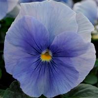 Spring Matrix™ Blue Bloom