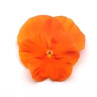Spring Matrix™ Deep Orange Bloom