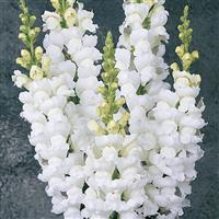 Monaco White Bloom