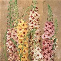 Verbascum Southern Charm Bloom