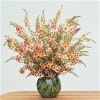 Verbascum Southern Charm Container