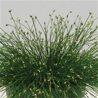 ColorGrass® Isolepis Live Wire Bloom