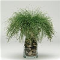 ColorGrass® Isolepis Live Wire Container