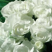 Primlet<sup>®</sup> White Bloom