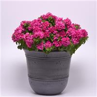 Double Cascade Pink Container