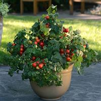 Tomato Little Bing Container