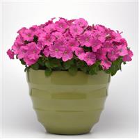 Mirage Pink Container