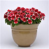 Mirage Red Picotee Container