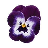 Sorbet<sup>®</sup> XP Purple Face Bloom