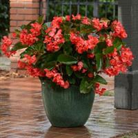 Megawatt™ Red Green Leaf Container